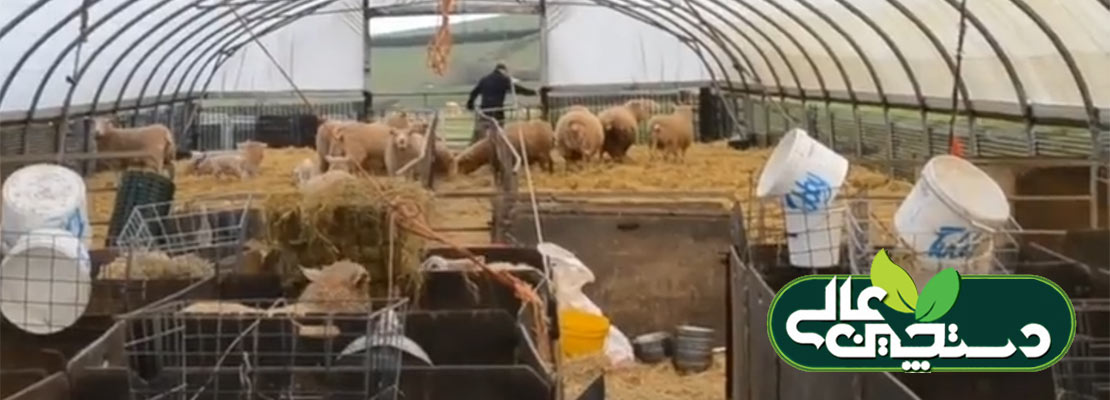 مزرعه پرورش گوسفند در کشور انگلستان