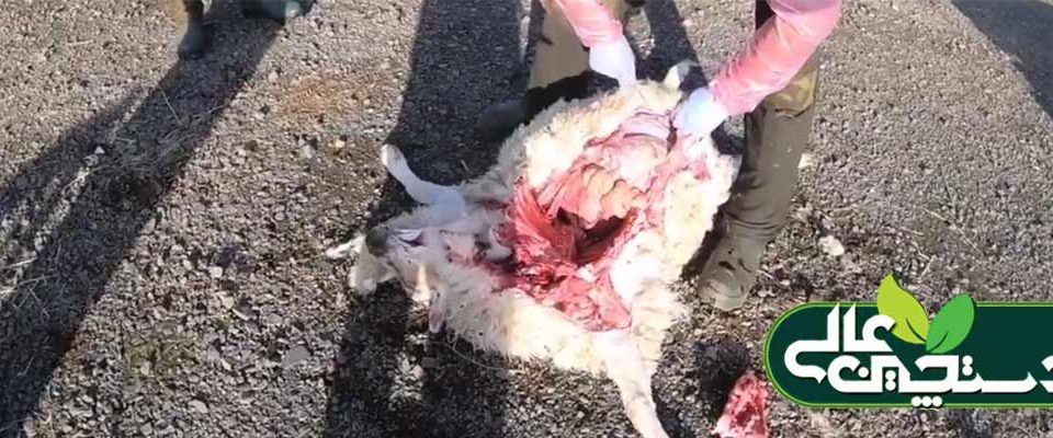 کالبد شکافی گوسفند ، علت مرگ: نفخ شکم گوسفند