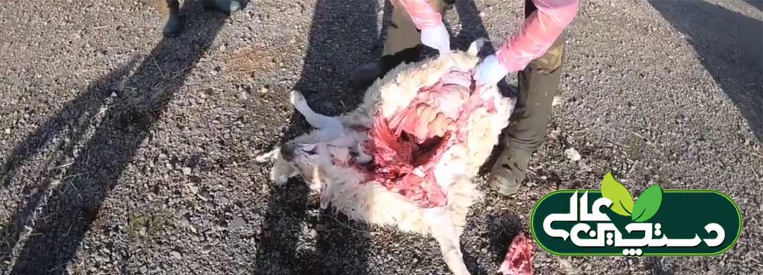 کالبد شکافی گوسفند ، علت مرگ: نفخ شکم گوسفند