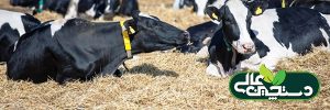 لیزین و متیونین تولید و سلامت گاو را افزایش می دهند