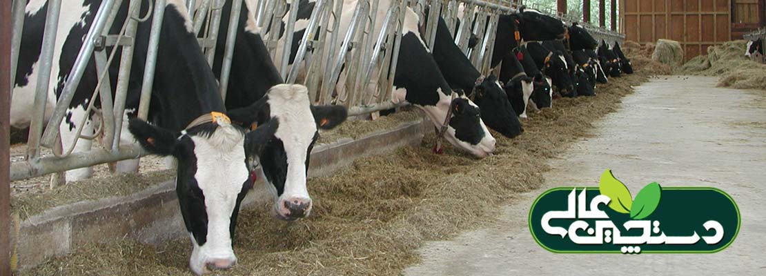 لیزین و متیونین تولید و سلامت گاو را افزایش می دهند