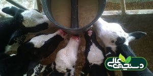 نتیجه 4 تحقیق در مورد رشد گوساله ها