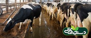 دامپزشکی گاو 4. کودهای خشک شده یک منبع مواد مغذی عالی برای گرد آمدن و تکثیر عوامل بیماری زا هستند. در محیط و مکانی که گاو دراز می کشد گرما تولید می شود و PH آن برای بقاء عوامل بیماری زا مناسب است.
