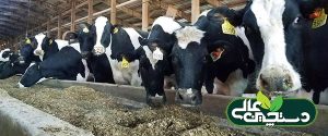 دامپزشکی گاو 4. افزایش تراکم در گروه تازه زا ارزش خطر کردن ندارد چون هر اشتباه صورت گرفته در این گروه، روی تولید شیر در سرتاسر دوره شیردهی تأثیر می گذارد.