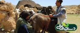 راهکار حمایت بانکی «دامدار کارت» خلق شد تا قوزی بالای قوز مشکلات عشایر باشد