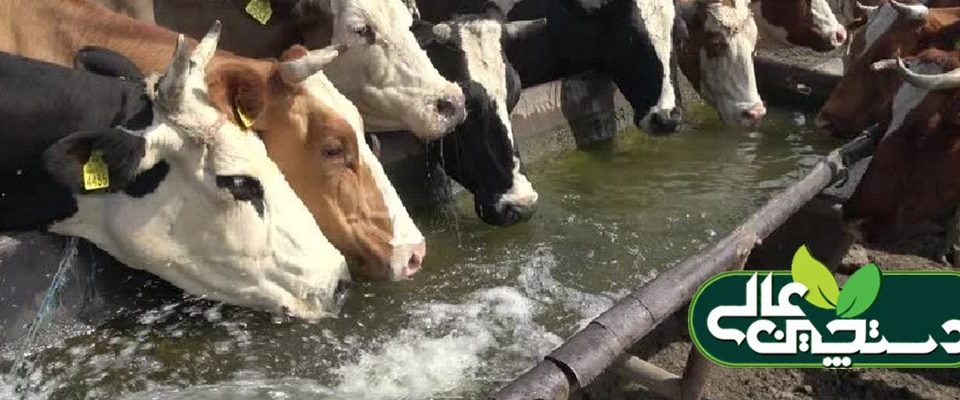 مصرف آب در گاوهای شیری