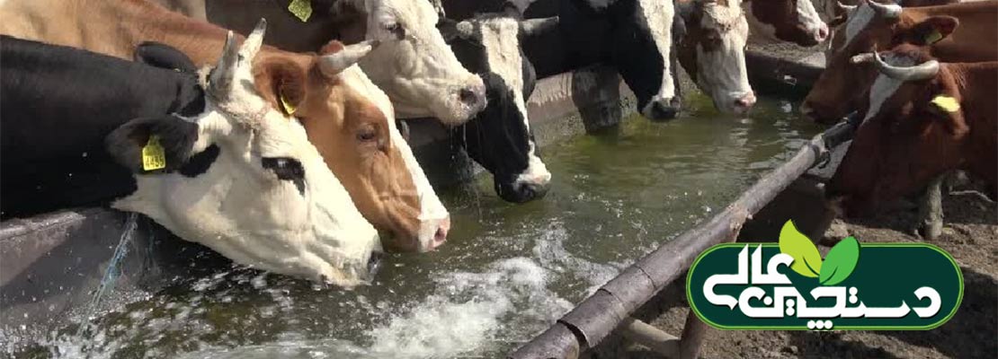 مصرف آب در گاوهای شیری