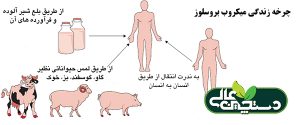 اخبار دام طیور آبزیان آبان 1402