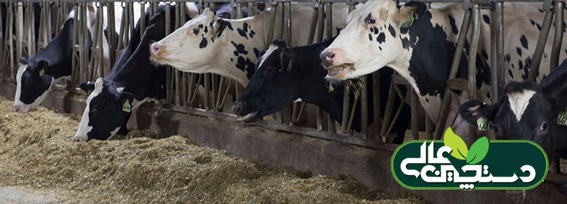 فیبر قابل هضم و فیبر غیرقابل هضم هر دو مورد نیاز گاوها هستند