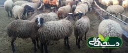 افزایش تولید ۳۰ درصدی بخش پرورش دام امکانپذیر شد