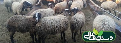 اخبار دام طیور آبزیان دی 1402