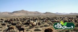 افزایش زایش در پاییز کمبود دام مولد را جبران میکند؟