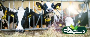 فیبر قابل هضم و فیبر غیرقابل هضم هر دو مورد نیاز گاوها هستند
