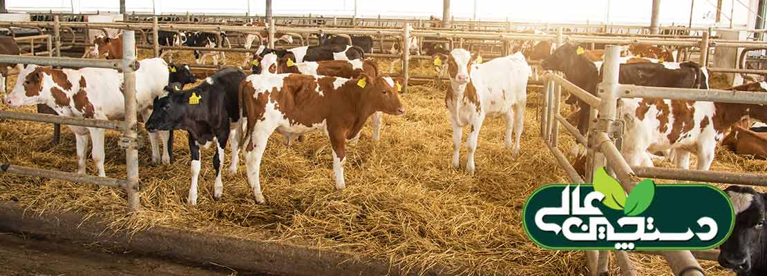 شیر انتقالی می تواند نقش مهمی در سلامت و رشد گوساله ایفا کند