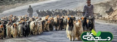 اخبار دام طیور آبزیان بهمن 1402