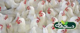 هیچ جای دنیا دیگر مرغ ۳ کیلویی مصرف نمیکنند