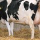 التهاب بعد از زایش در گاو شیری