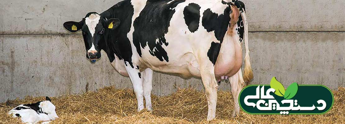 التهاب بعد از زایش در گاو شیری