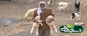 خدمات اصلاح نژاد رایگان به گاوداری‌های سنتی و روستایی