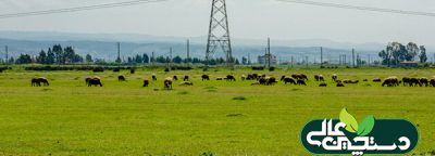 اخبار دام طیور آبزیان فروردین 1403