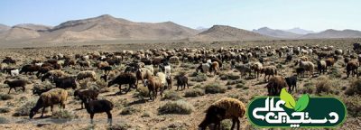 دامداران بخوانند، دستورالعمل چرای دام