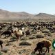 دامداران بخوانند، دستورالعمل چرای دام