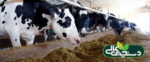 مصرف کنجاله کلزا (کانولا) میزان تولید شیر در اوایل شیردهی را افزایش می دهد