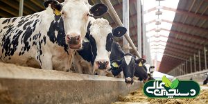 مصرف کنجاله کلزا (کانولا) میزان تولید شیر در اوایل شیردهی را افزایش می دهد