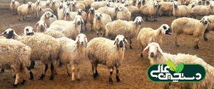 تمرکز پرورش دام سبک کشور بر تولید گوشت