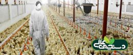 با احیای نژاد مرغ آرین ایرانی وابستگی به واردات از نژادهای خارجی صفر شد