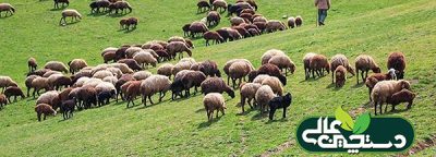 اخبار دام طیور آبزیان خرداد 1403