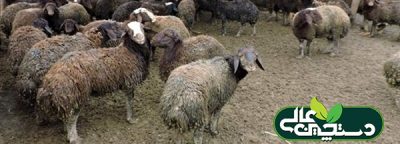 اصلاح نژاد گوسفند افشاری با مشارکت بهره برداران محلی