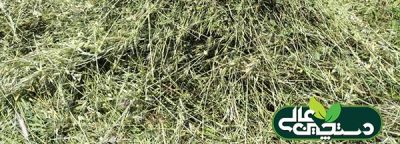 کاهش وابستگی به واردات نهاده جو با برداشت سبز جو (قصیل جو)