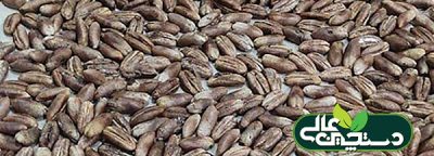 استفاده از هسته خرما برای تولید خوراک دام