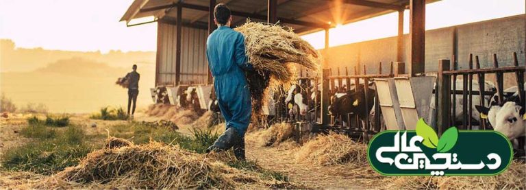 ایمنی کارکنان دامداری خود را افزایش دهید 7 ایمنی کارکنان دامداری خود را افزایش دهید