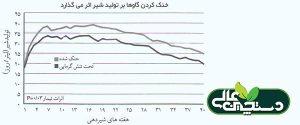 تأثیر تنش گرمایی بر گاوها