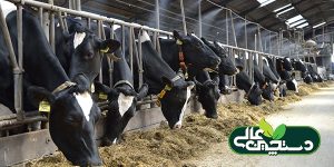 جیره خوراک گاوهای دوشا را بر چه اساسی باید تنظیم کرد