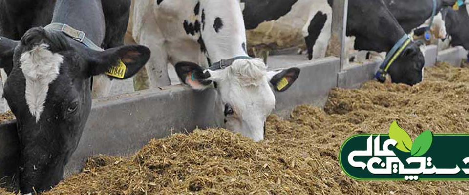 مراقبت از گاوهای خشک را بهتر انجام دهید