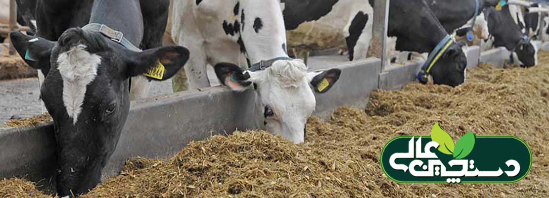 مراقبت از گاوهای خشک را بهتر انجام دهید