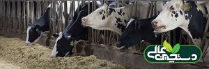 مراقبت از گاوهای خشک را بهتر انجام دهید
