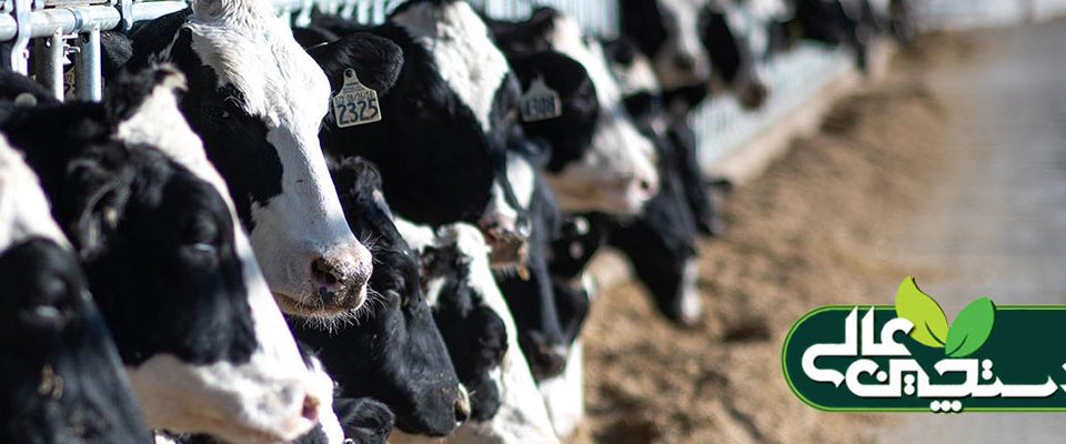 جیره خوراک گاوهای دوشا را بر چه اساسی باید تنظیم کرد 12 جیره خوراک گاوهای دوشا را بر چه اساسی باید تنظیم کرد
