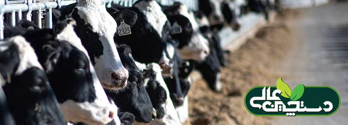 جیره خوراک گاوهای دوشا را بر چه اساسی باید تنظیم کرد
