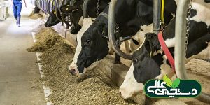 نقش ایزو اسیدها در تغذیه گاوهای شیری