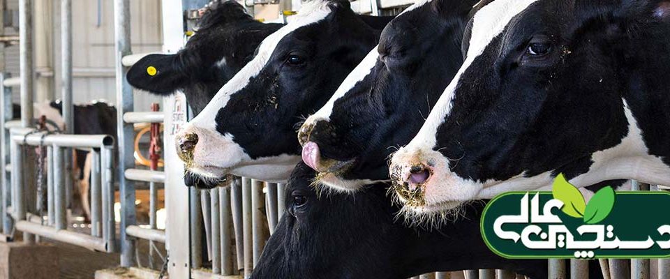 نقش ایزو اسیدها در تغذیه گاوهای شیری