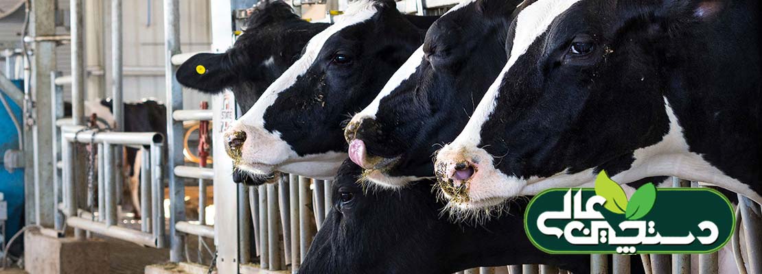 نقش ایزو اسیدها در تغذیه گاوهای شیری