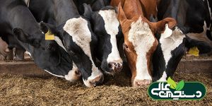 نقش ایزو اسیدها در تغذیه گاوهای شیری
