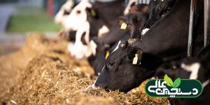 نقش ایزو اسیدها در تغذیه گاوهای شیری